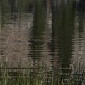 Swamp Lake 2012 - 151