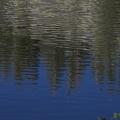Swamp Lake 2012 - 179