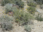 mojave road 100