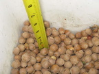 3 quot  of nuts 