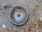 Blower Motor