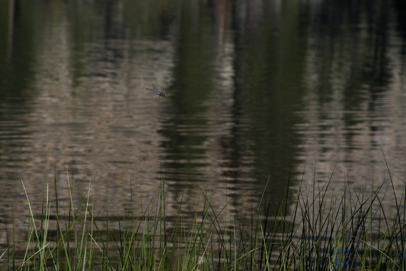 Swamp Lake 2012 - 151