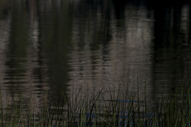 Swamp Lake 2012 - 153