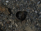 IMG 0534