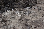 20170610-2N47-Debris